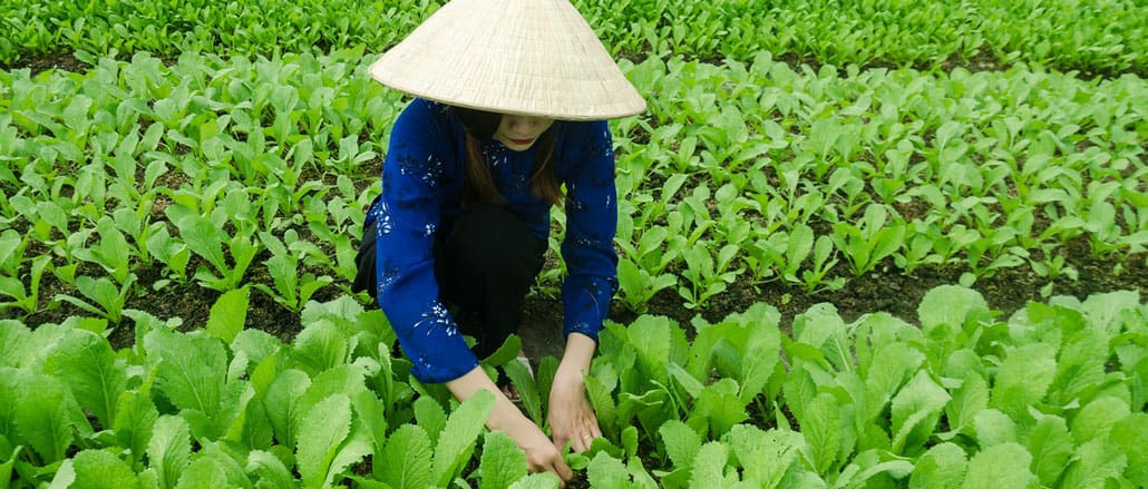 le maraicher au Vietnam